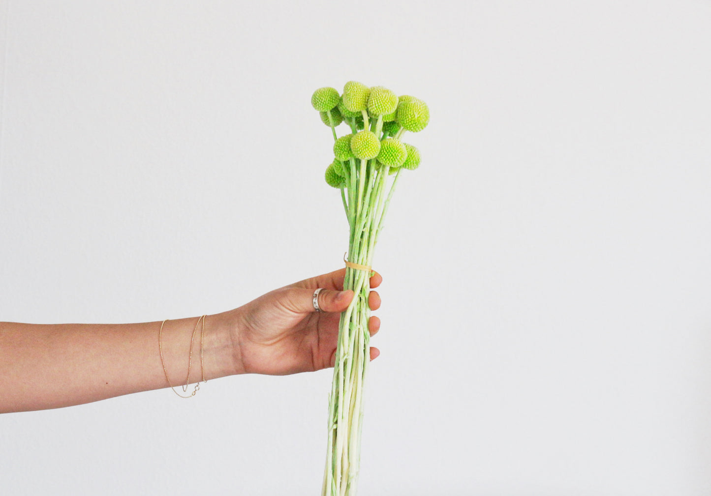 Dried Billy Buttons